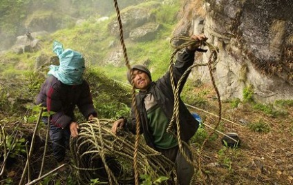 Cum se recoltează mierea în Nepal, cum se face?