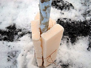 Cum să acoperiți o pere pentru iarna