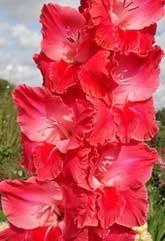 Cum sa impachetezi un buchet de gladioli - un buchet de flori de vara pana la 1 septembrie