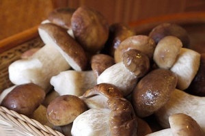 Cum să fierbeți boletele și poderezinoikov sfaturi corecte și recomandări, site-ul ciuperci