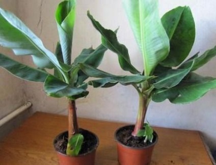 Як вибрати банан для кімнатного вирощування