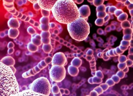 Як виглядають мікроби і бактерії