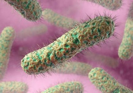 Як виглядають мікроби і бактерії