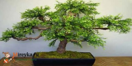 Cum să crești un copac de bonsai acasă