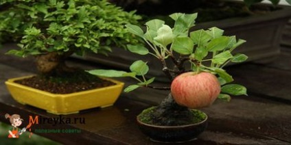 Cum să crești un copac de bonsai acasă