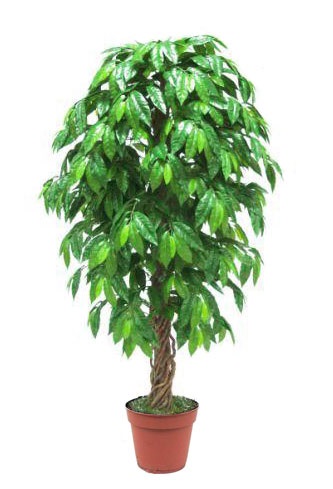 Як виростити кавове дерево у себе в квартирі або офісі