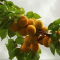 Cum să crească japonez roșu bonsai artar - plantare și de îngrijire