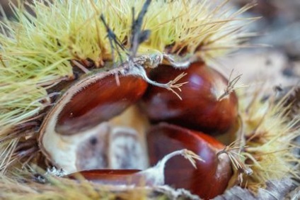 Cum să crească japonez roșu bonsai artar - plantare și de îngrijire