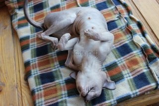 Cum afectează căldura pisicile - șobolanul Don Sphynx