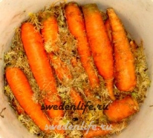 Як зберігати моркву в домашніх умовах різними способами