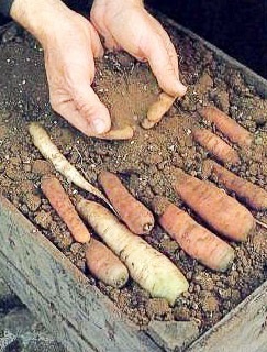 Cum să depozitezi morcovi într-o pivniță în timpul iernii