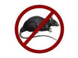 Hogyan védi nyulaknak a patkányok és egerek - tartalmának nyulak - Nyúl - cikket