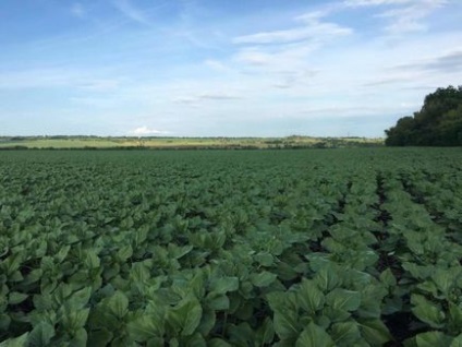 Ca comerciant de cereale zitssprjanedatel a devenit