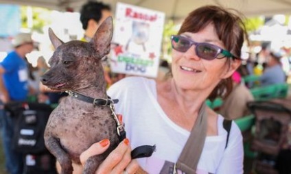 Concurența din California a câinilor urâți