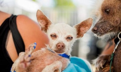 Каліфорнійський конкурс найпотворніших собак
