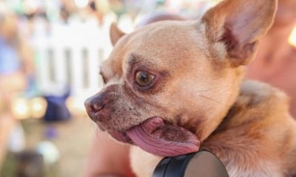 Concurența din California a câinilor urâți