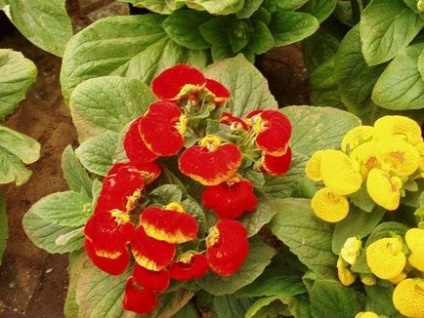 Calceolaria prezintă cultivarea, plantarea și îngrijirea