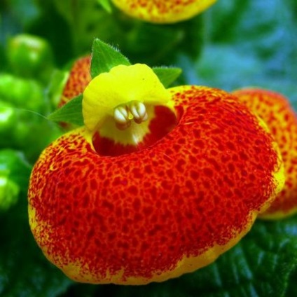 Calceolaria prezintă cultivarea, plantarea și îngrijirea