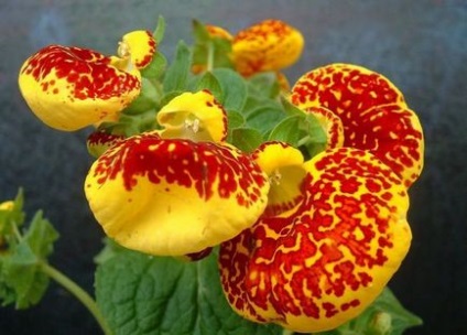 Calceolaria prezintă cultivarea, plantarea și îngrijirea