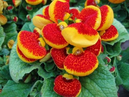 Calceolaria prezintă cultivarea, plantarea și îngrijirea