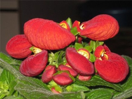 Calceolaria prezintă cultivarea, plantarea și îngrijirea