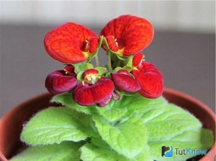 Кальцеолярія догляд і вирощування квітки в домашніх умовах
