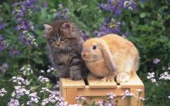 Карликові кролики, коробка лоток для випорожнень фекалій, сеча наповнювач послід туалет карликовий