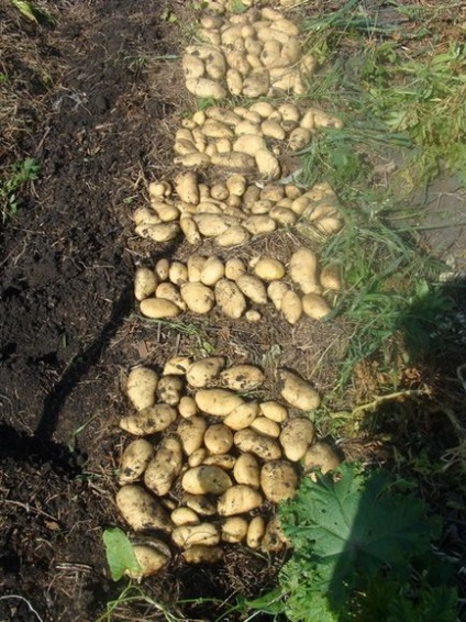 Cartofi fără hrănire - grădini din Siberia