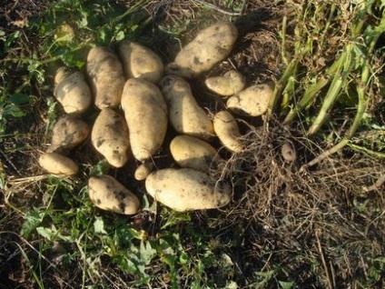 Cartofi fără hrănire - grădini din Siberia