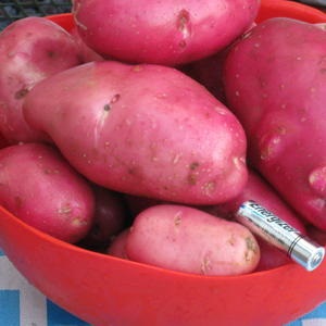Картопля - номінація конкурсу дачних фотографій