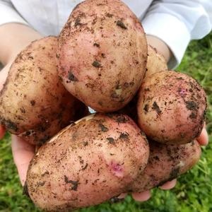 Картопля - номінація конкурсу дачних фотографій