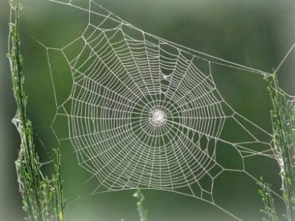 Mit álmodott web dekódolását és álomfejtés (mi) Mit álmodott web dekódolását és álomfejtés