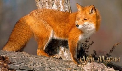 До чого сниться лисиця сонник - чорна лисиця уві сні - до вдалим придбанням наяву