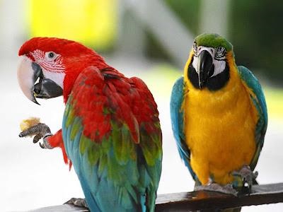 De ce papagalul visează la o prezicere pentru fiecare gust