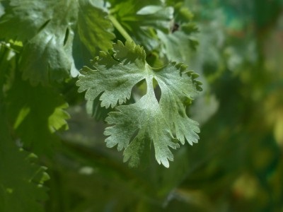 Cilantro (coriandru) beneficii și rău, proprietăți medicinale și contraindicații, utilizarea în medicina populară