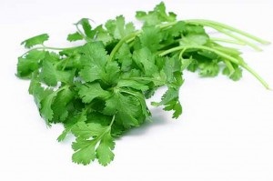 Cilantro proprietăți medicinale utile