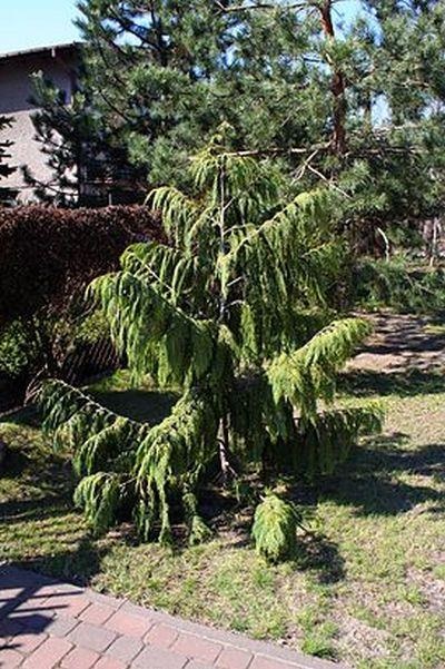 Chamaecyparis lawsoniana видове, засаждане, грижи и размножаване