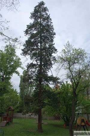 Cypress lavson - aspect, condiții pentru creștere