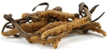 Comentarii Cordyceps chinezești de medici