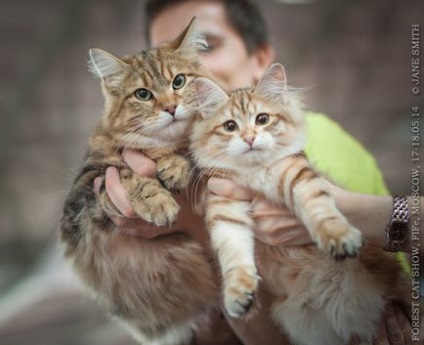 Kitezh - club de iubitori de pisici