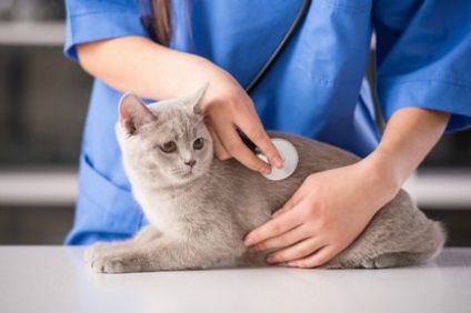 Класифікація хвороб кішок, симптоми захворювань вихованців і їх лікування