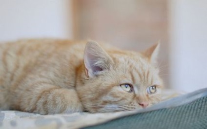 Класифікація хвороб кішок, симптоми захворювань вихованців і їх лікування