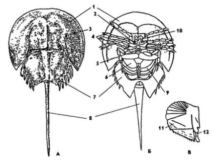 Clasa de potcoave (xiphosura)