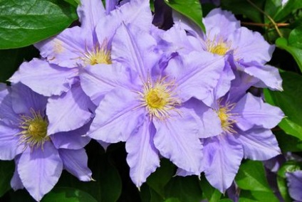 Clematis Szibériában termesztés, ültetés és gondozás