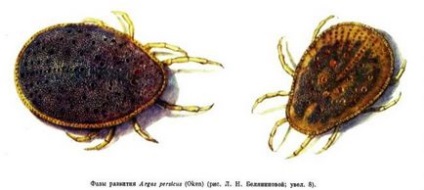 Cicatrice (pene, dermale, argase) la păsări (papagali, pui) - simptome, tratament, droguri, cauze