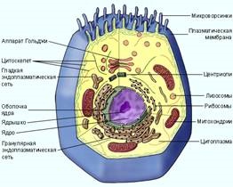 Cell - un sistem unificat de unități funcționale conjugate - biologie