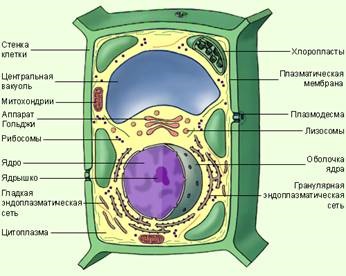 Клітка - єдина система сполучених функціональних одиниць - біологія
