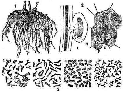 Nodule bacterii