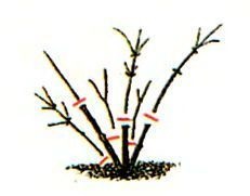 Kobeja - crescând din semințe o viță dificilă, o fotografie, o grădină