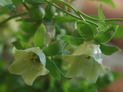 Codonopsis fotografie și cultivare din semințele de Clematisiform și Ussuri, lanceolate și